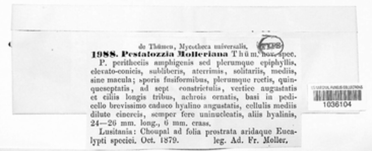 Pestalotiopsis montellica image